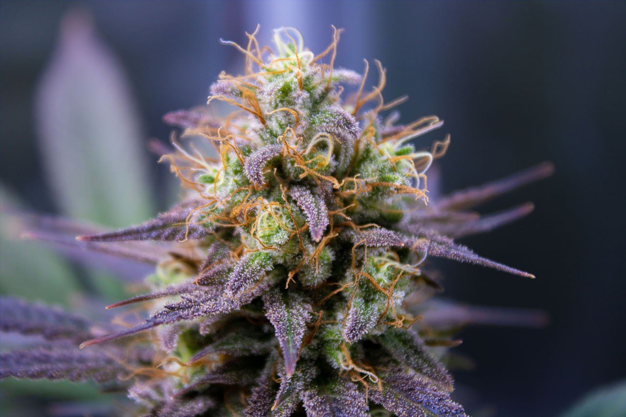 Mimosa